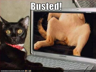 File:Funny-pictures-porn-watching-cat.jpg