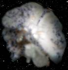 It's headed right for the Mzungu!